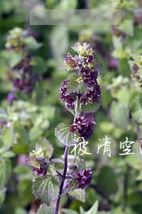被清空逾期的相册怎么恢复 被清空逾期的相册怎么恢复