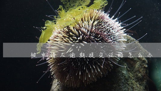 被申请人逾期提交证据怎么办 被申请人逾期提交证据怎么办