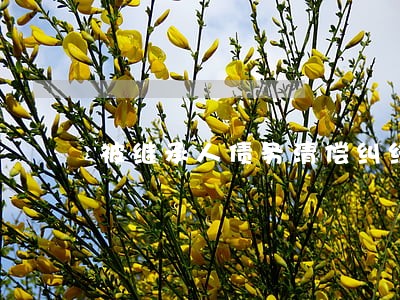 被继承人债务清偿纠纷律师哪家强 被继承人债务清偿纠纷律师哪家强