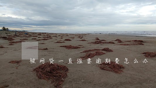 被网贷一直催要逾期费怎么办 被网贷一直催要逾期费怎么办