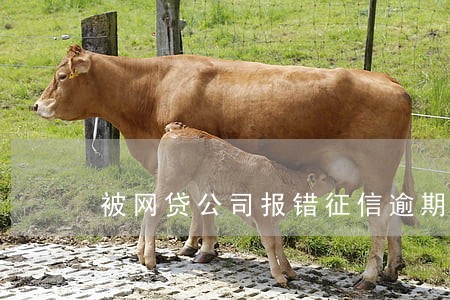 被网贷公司报错征信逾期逾期