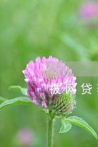 被网贷套住怎样停息只还本金 被网贷套住怎样停息只还本金