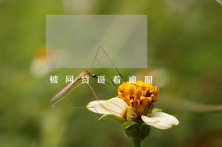 被网贷逼着逾期 被网贷逼着逾期