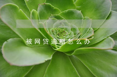 被网贷逾期怎么办 被网贷逾期怎么办