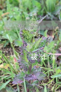 被诈骗了信用卡逾期怎么办 被诈骗了信用卡逾期怎么办