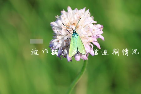 被诈骗造成征信逾期情况说明 被诈骗造成征信逾期情况说明