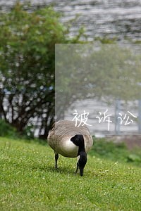 被诉讼委托代理人资格 被诉讼委托代理人资格