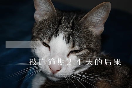 被迫逾期24天的后果 被迫逾期24天的后果