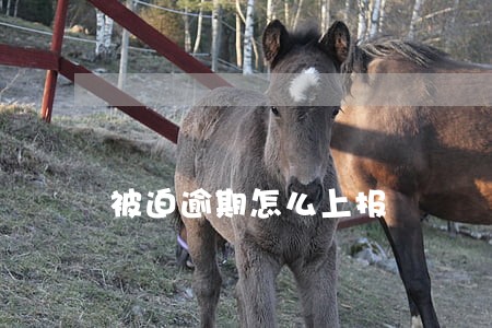 被迫逾期怎么上报 被迫逾期怎么上报