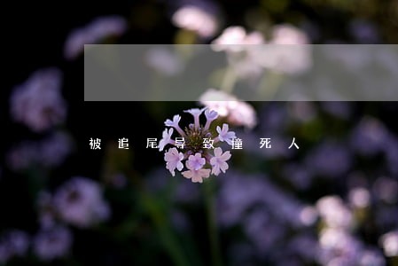 被追尾导致撞死人