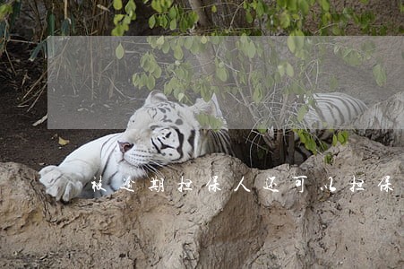被逾期担保人还可以担保吗 被逾期担保人还可以担保吗