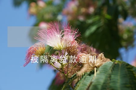 被隔离贷款逾期 被隔离贷款逾期