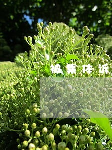 被集体诉讼会收到法院传票吗 被集体诉讼会收到法院传票吗
