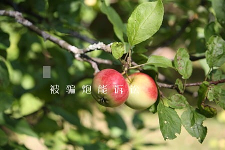 被骗炮能诉讼 被骗炮能诉讼