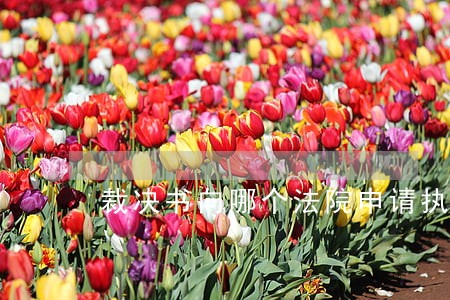 裁决书向哪个法院申请执行 裁决书向哪个法院申请执行