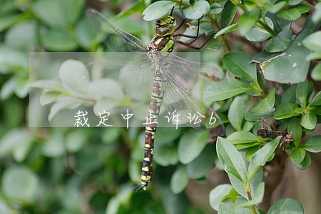 裁定中止诉讼b