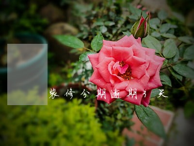 装修分期逾期3天 装修分期逾期3天