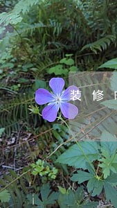装修时间逾期过长 装修时间逾期过长