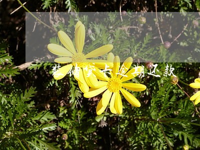 装修贷卡逾期还款 装修贷卡逾期还款