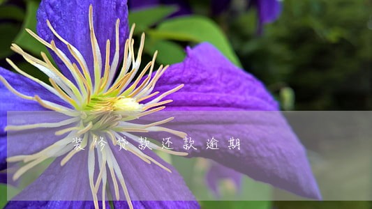 装修贷款还款逾期 装修贷款还款逾期