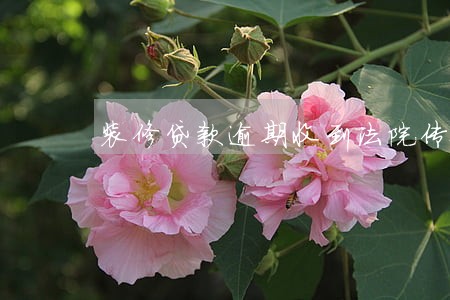 装修贷款逾期收到法院传票 装修贷款逾期收到法院传票