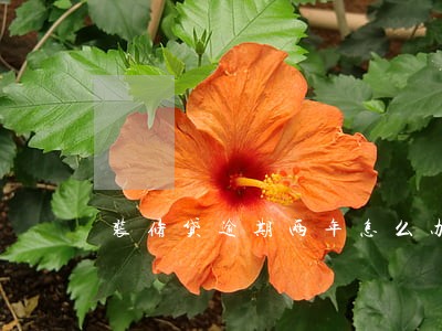 装修贷逾期两年怎么办 装修贷逾期两年怎么办