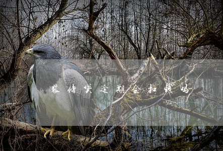 装修贷逾期会扣钱吗 装修贷逾期会扣钱吗