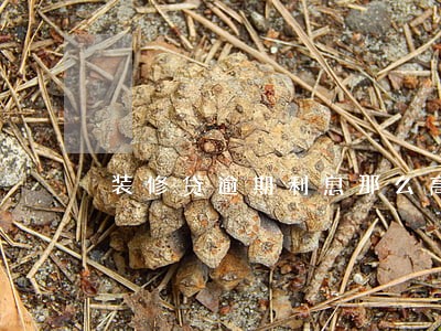 装修贷逾期利息那么高 装修贷逾期利息那么高