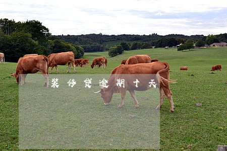 装修贷逾期十天 装修贷逾期十天