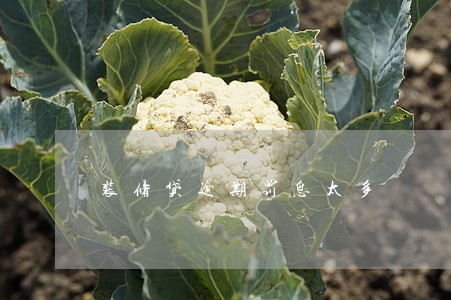 装修贷逾期罚息太多 装修贷逾期罚息太多