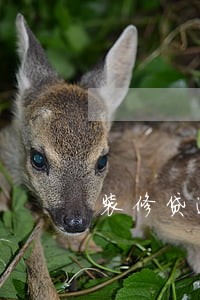 装修贷逾期费用怎么算