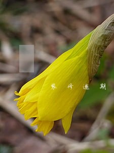 装修逾期未完工能解除合同吗