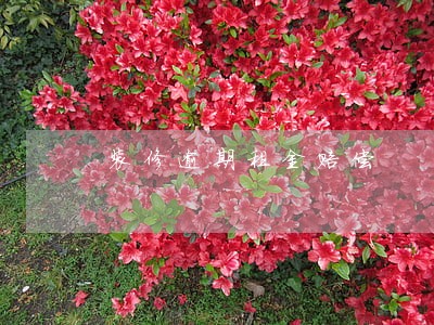 装修逾期租金赔偿 装修逾期租金赔偿