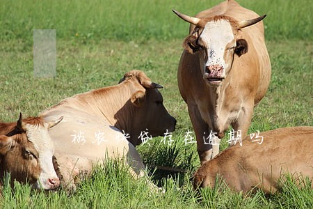 裕农快贷存在逾期吗 裕农快贷存在逾期吗