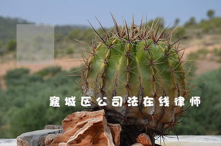 襄城区公司法在线律师 襄城区公司法在线律师