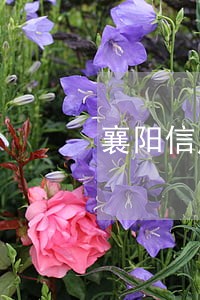 襄阳信用卡逾期律师咨询 襄阳信用卡逾期律师咨询