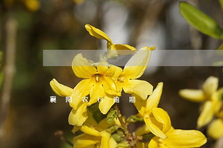 襄阳农行逾期 襄阳农行逾期