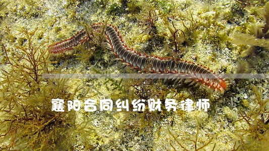 襄阳合同纠纷财务律师 襄阳合同纠纷财务律师
