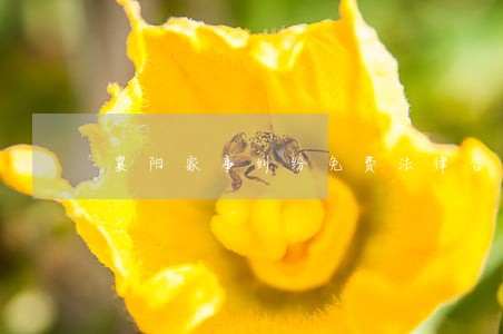 襄阳家事纠纷免费法律咨询热线 襄阳家事纠纷免费法律咨询热线
