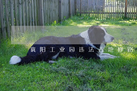 襄阳工业园违法占地修路 襄阳工业园违法占地修路