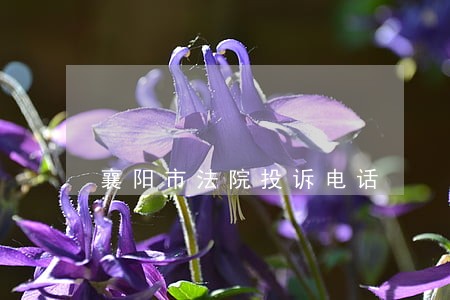襄阳市法院投诉电话 襄阳市法院投诉电话
