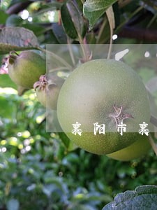 襄阳市襄城法院微信公众号 襄阳市襄城法院微信公众号
