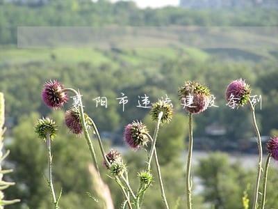 襄阳市违法建设条列