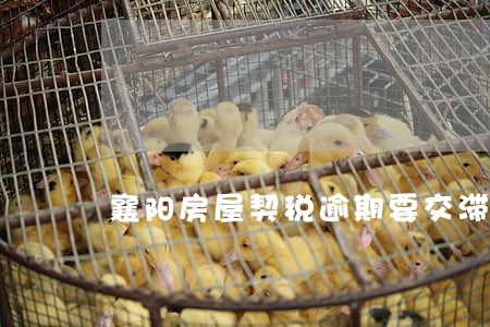 襄阳房屋契税逾期要交滞纳金吗 襄阳房屋契税逾期要交滞纳金吗