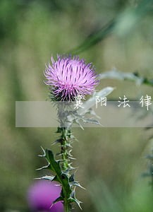 襄阳法律咨询有限公司 襄阳法律咨询有限公司
