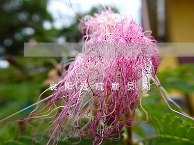 襄阳法院雇员网