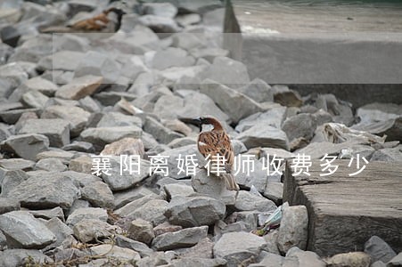 襄阳离婚律师收费多少 襄阳离婚律师收费多少