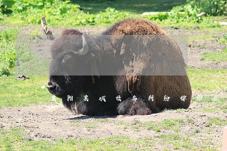 襄阳襄城债务纠纷律师在哪里
