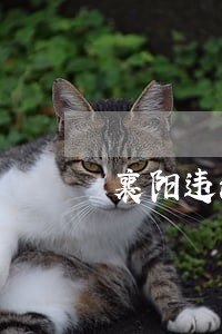 襄阳违法停车告知单