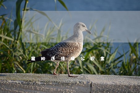 襄阳违法提公积金